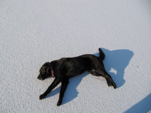 "I don't want to be a sled dog!!!….wait are there treats involved?" 